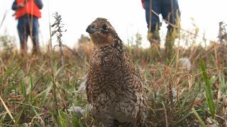 Attracting Quail [upl. by Brenza]