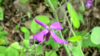 Money Plant Lunaria Annua [upl. by Regni]