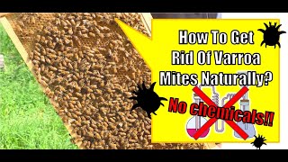 How To Get Rid Of Varroa Mites Naturally National Beekeeping Research and Development Institute [upl. by Ange]