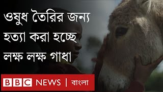 ওষুধ তৈরি করতে হত্যা করা হচ্ছে লক্ষ লক্ষ গাধা [upl. by Neufer]