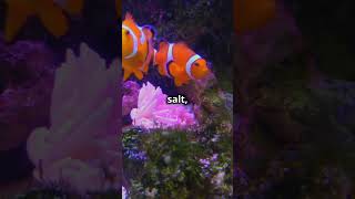 Clownfish Care in 45 Seconds 🐠 [upl. by Niwdog439]