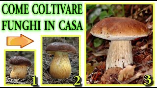 COME COLTIVARE FUNGHI IN CASA CON quotTIME LAPSEquot CRESCITA E RISULTATO FINALE  mushrooms champignons [upl. by Yonatan]