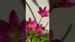 Rain lilies flowers flutemusic [upl. by Timus717]