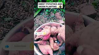 A Bountiful Harvest When Planting Sweet Potato In The First Quarter shorts sweetpotato moonphase [upl. by Pollack]