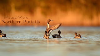 A Minute of Wildlife  Northern Pintails [upl. by Aneram]