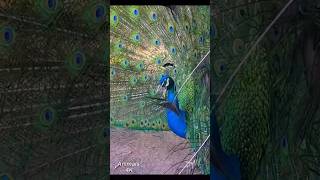 original peacock sound voice call birds peacock short viralvideo [upl. by Xyno]