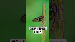 Wie alt werden Eintagsfliegen wirklich wissenswert biologie natur umwelt tiere insekten [upl. by Assereht]