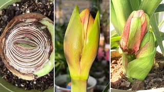 99 People Dont Know This The Secret to Amaryllis Flower Buds Turn on CC [upl. by Furie]