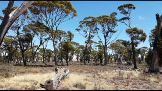 Visualising The Devastating Effects of Early Pioneer Australian Farm Land Clearing  Lake Dumbleyung [upl. by Otineb30]