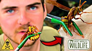 EXECUTIONER WASP STING How Bad Do They REALLY HURT [upl. by Arrol259]