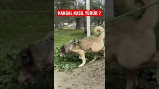 KANGAL RAHVAN AT GİBİ YÜRÜYOR [upl. by Adnahcal]