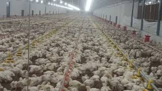 broiler chicks ec farm day 17  MIDDLE CLASS BOY YOUTUBE CHANNEL IB NIPLLES FEDDER [upl. by Alleoj]