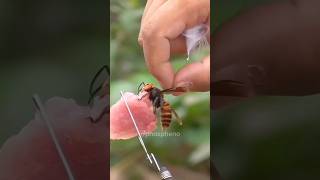 Death marker Asian Giant Hornet 🐝 insects animals nature [upl. by Piwowar65]