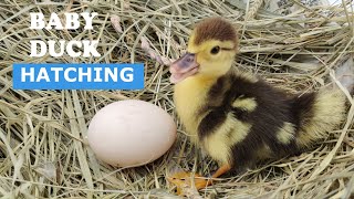 Baby Duck Hatching  Egg Hatching [upl. by Schlicher]