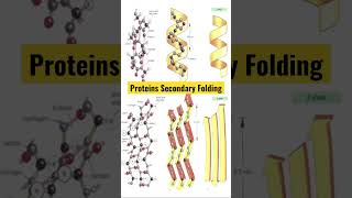 How Proteins Fold The Secondary Structure of Proteins Explained [upl. by Naujak]