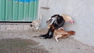 Aseel rooster crowing in morning l chicken egg hatching [upl. by Haymo309]