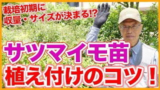 家庭菜園や農園のサツマイモ栽培で苗の植え付けの秘訣！サツマイモの収量とサイズが決まる植え方と栽培初期のサツマイモの育て方！【農家直伝】 [upl. by Sidnak]