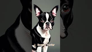 Boston Terrier [upl. by Ahsan250]