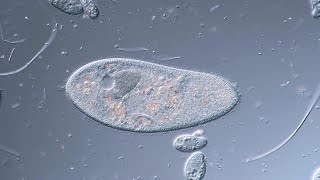 Paramecia in Biofilm  New Sample [upl. by Ha]