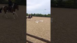 From today on albie lol jumping fastpony pony ponyjumping speedy equestrian [upl. by Roumell]