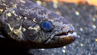 Definetly the best quality Hoplias Curupira aka Black Wolffish video on youtube 4K Nikon d7500 [upl. by Jeremiah939]