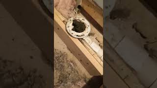 structural floor joist repair from plumber [upl. by Nollahp590]