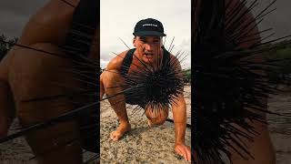 GIANT Deadly Sea Urchin Catch and Cook [upl. by Ahsekan]