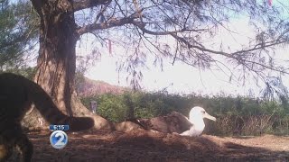 Laysan albatross chicks threatened by feral cats [upl. by Ahmar134]