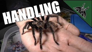 How to handle a tarantula and my opinion on the subject [upl. by Nurse]