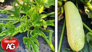 If you see this on zucchini take immediate action Viral mosaic of zucchini [upl. by Cirde]