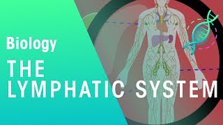 The Lymphatic System  Health  Biology  FuseSchool [upl. by Remoh]