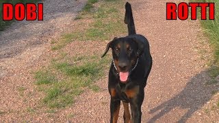 Dobermann oder Rottweiler [upl. by Casimire]