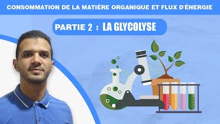 consommation de la matière organique et flux dénergie  partie 2 la glycolyse [upl. by Starkey]