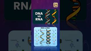 DNA vs RNA Class 10 CBSE shorts [upl. by Henryson]