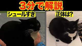 回る3Dネコ”Maxwell the cat”の元ネタとは？【海外ミーム解説】 [upl. by Angus]