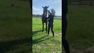 AUSTIN KID haltering  Adoptable Thoroughbred Gelding  New Vocations [upl. by Juline]