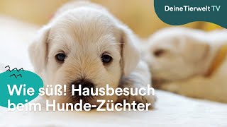 Wie süß Ein Hausbesuch beim HundeZüchter [upl. by Adnat]