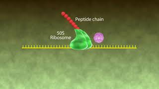 Mechanism of Action Macrolides [upl. by Ynes]