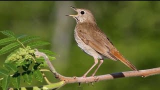 Hermit Thrush Singing [upl. by Ahseikan]