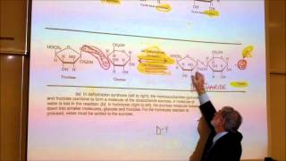 BIOLOGICAL CHEMISTRISTY PART 1 MONOSACCHARIDES amp DISACCHARIDES by Professor Fink [upl. by Atirehc]