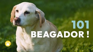 Beagador BeagleLabrador mix 101 [upl. by Inalawi]