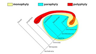 Cladistics Part 2 Monophyly Paraphyly and Polyphyly [upl. by Iadam257]