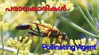 POLLINATING AGENTS  CLASS 6  PART 7 insects wind water [upl. by Therron]