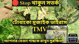 TVM  Tobaco Mosaic virus problem in Brinjal Best solution for brinjal  How to cantrol TVM [upl. by Lyndsey390]