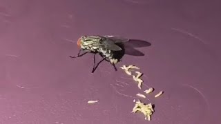 Fly laying maggots  insects  life cycle nature insects [upl. by Lieberman]