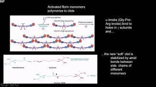 Clotting cascades [upl. by Ahsimak]