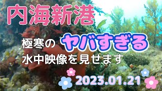 内海新港で釣り🎣 20230121 [upl. by Aileve235]