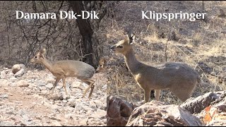 FOLLOW THE TRACKS  EPISODE 7  DAMARA DIKDIK amp KLIPSPRINGER [upl. by Rimola74]