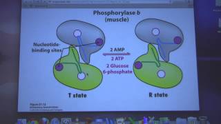 Aherns Biochemistry 25  Glycogen Metabolism I [upl. by Munson222]