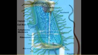 Systemic Enzymes Scar Tissue Uterine Fibroids Inflammation Toxins Of The Blood Part 2 [upl. by Erdei]